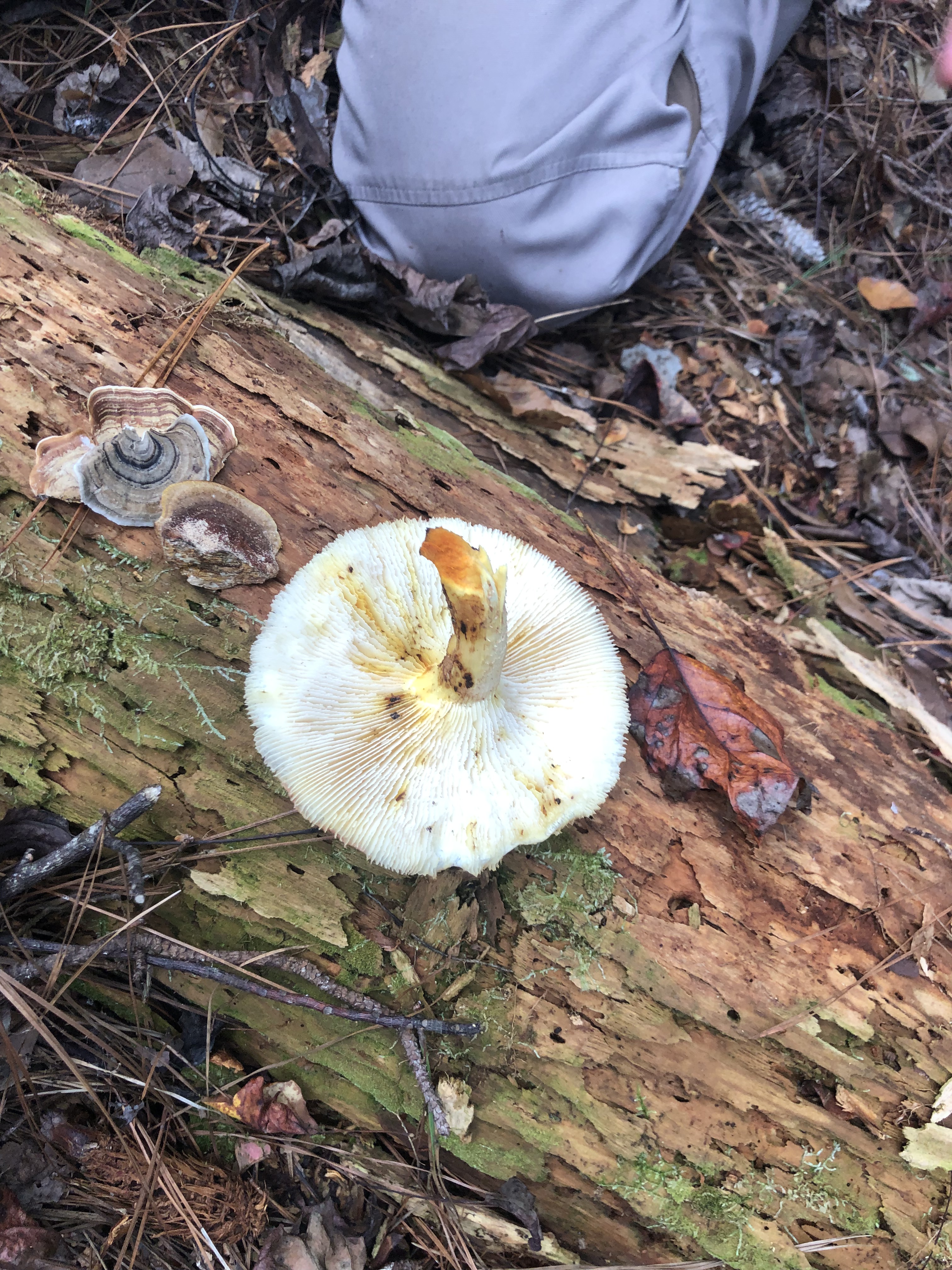 Gill view alongside turkey type look a likes?