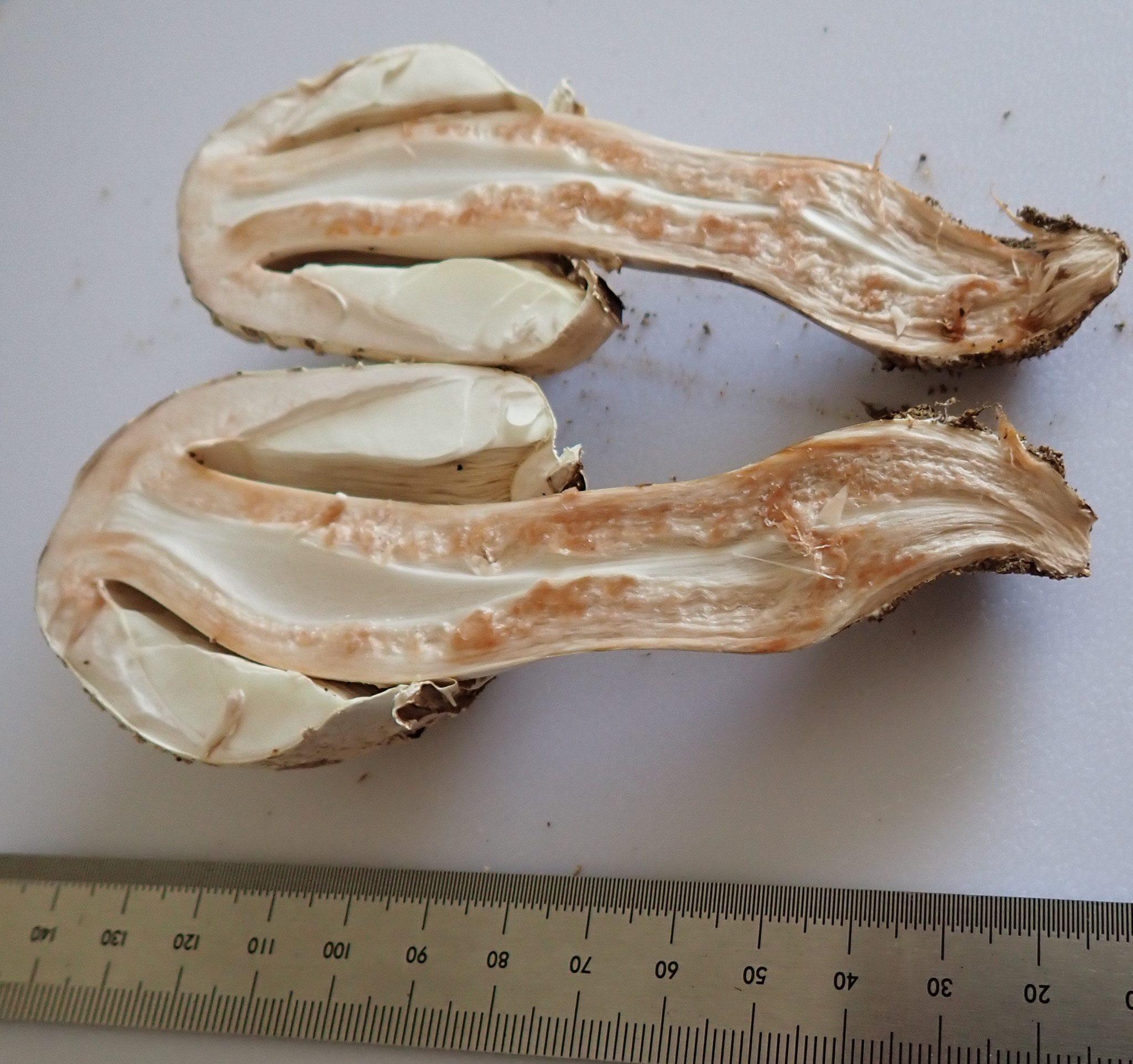 Whole split showing interior