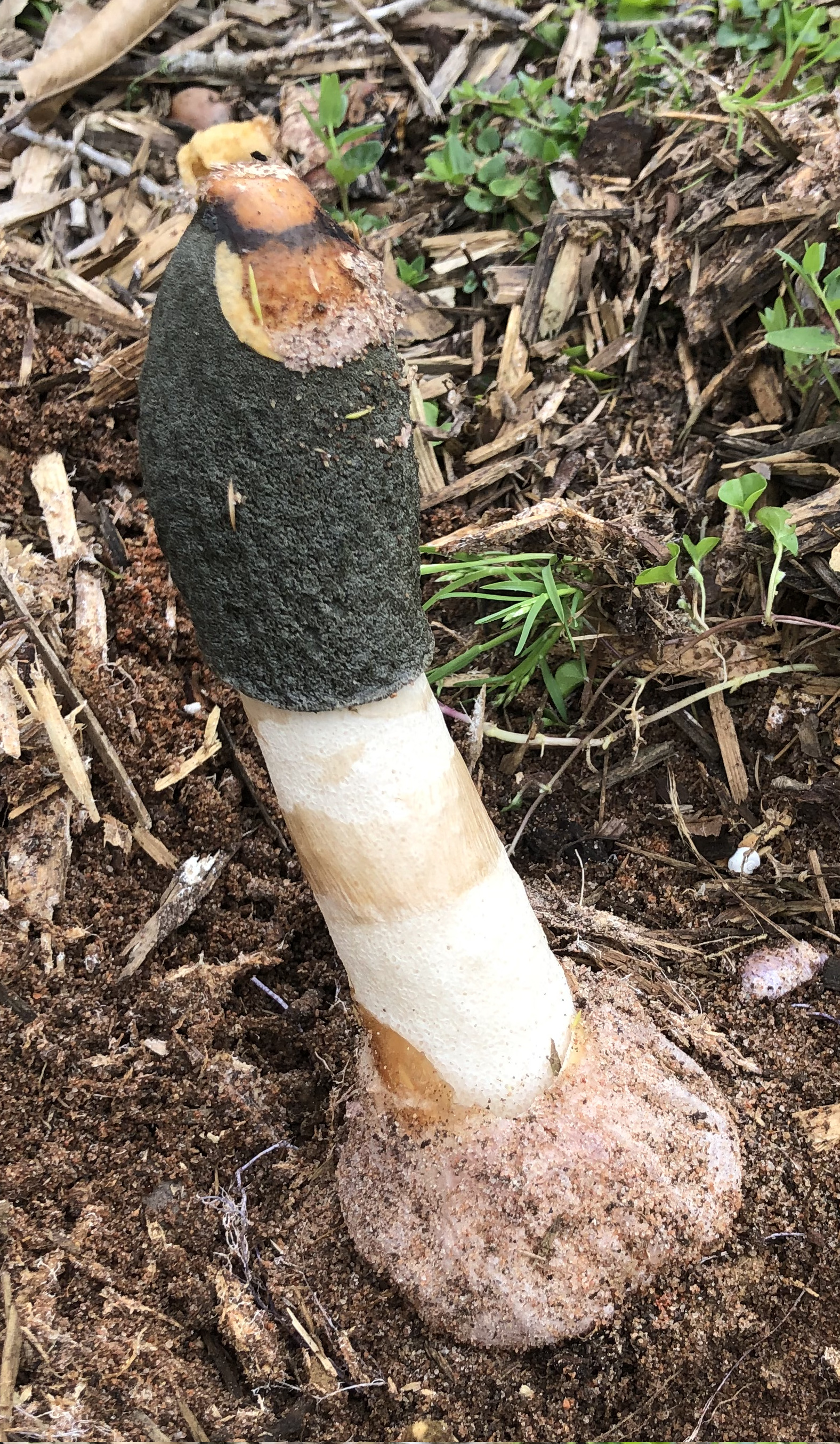Green Stinkhorn - whole