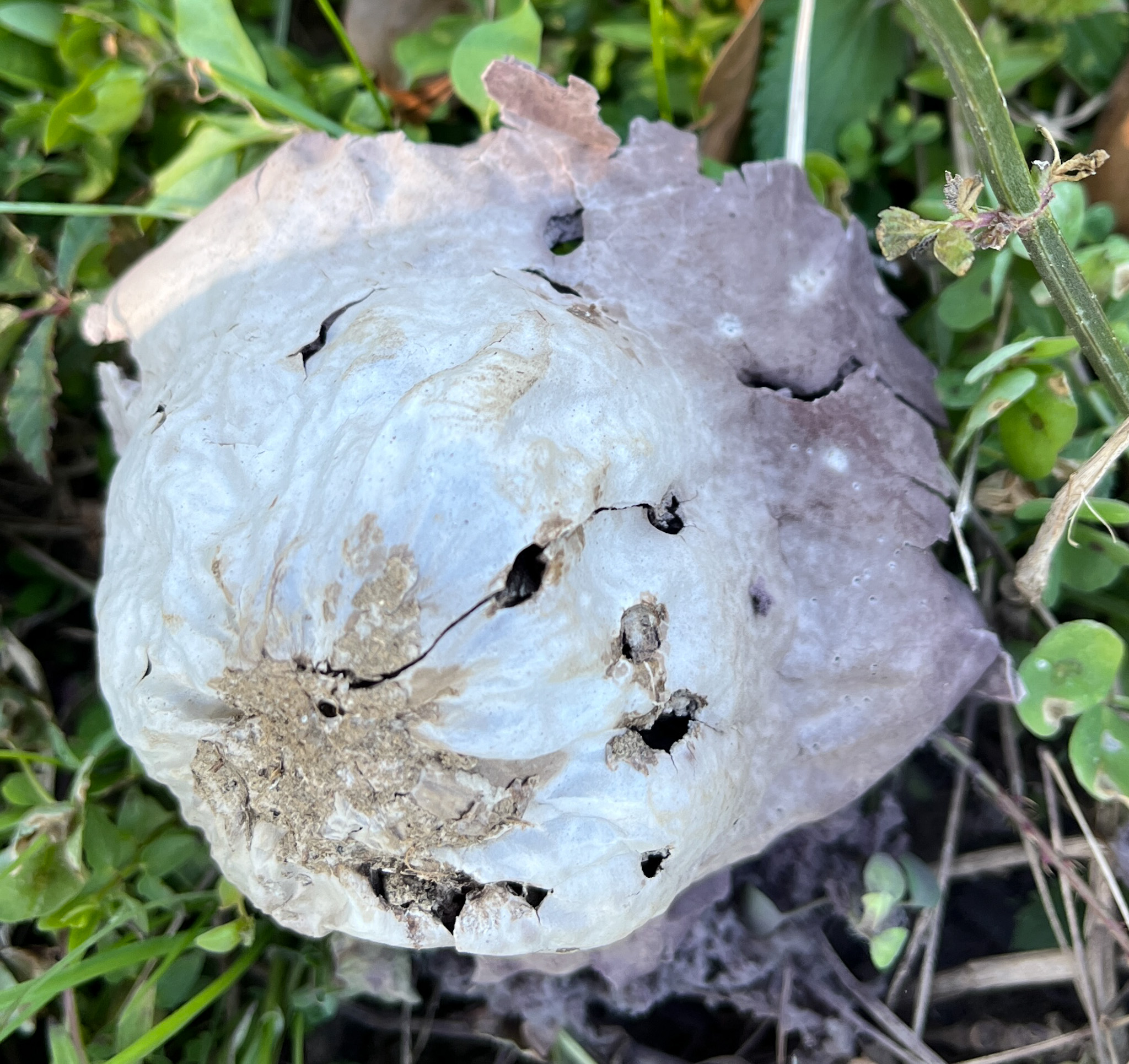 Entire Puffball top view