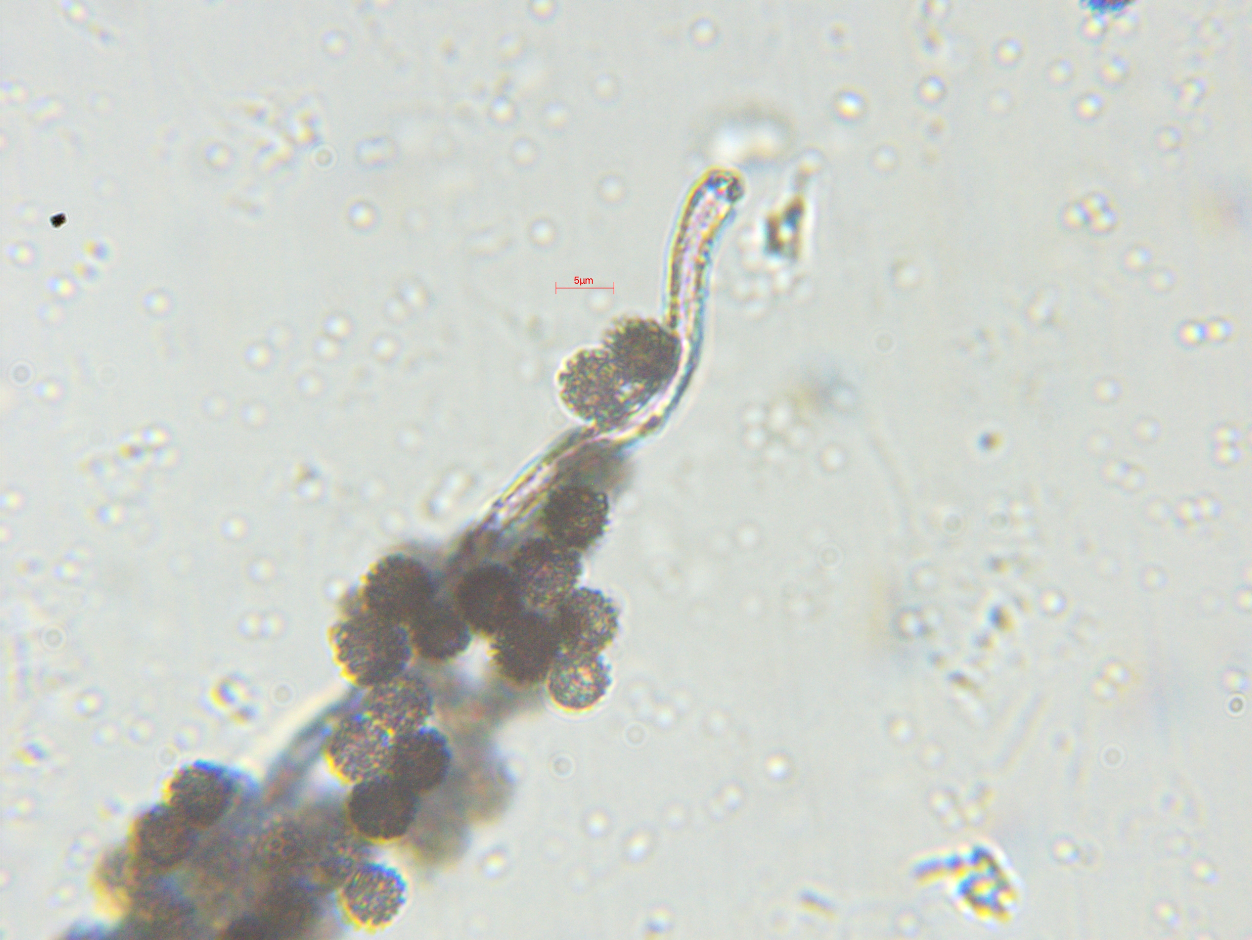 Spores water 100x