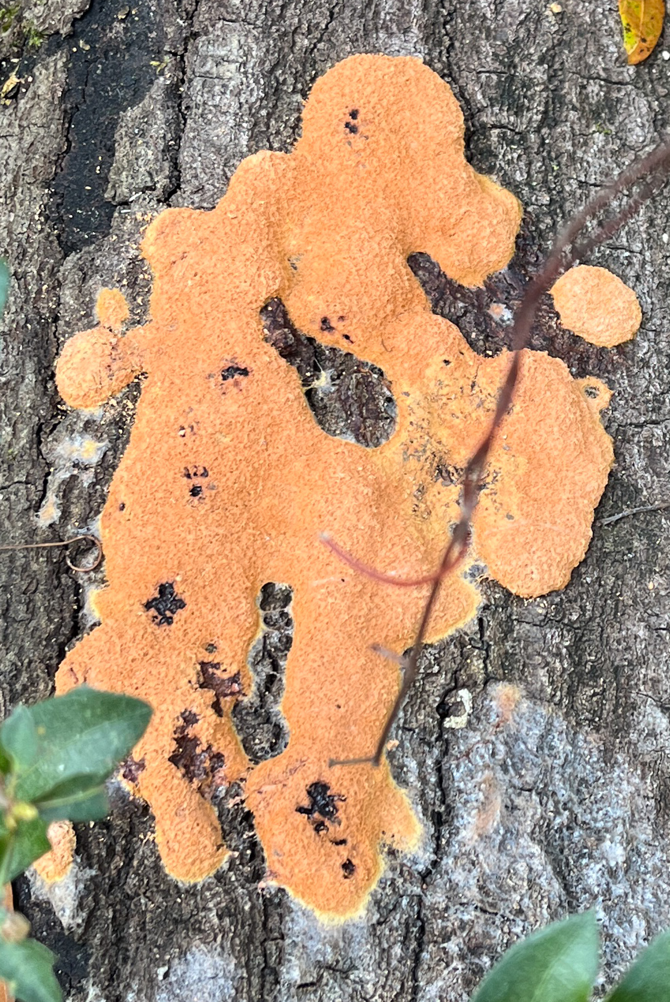 Orange Blob on dead tree