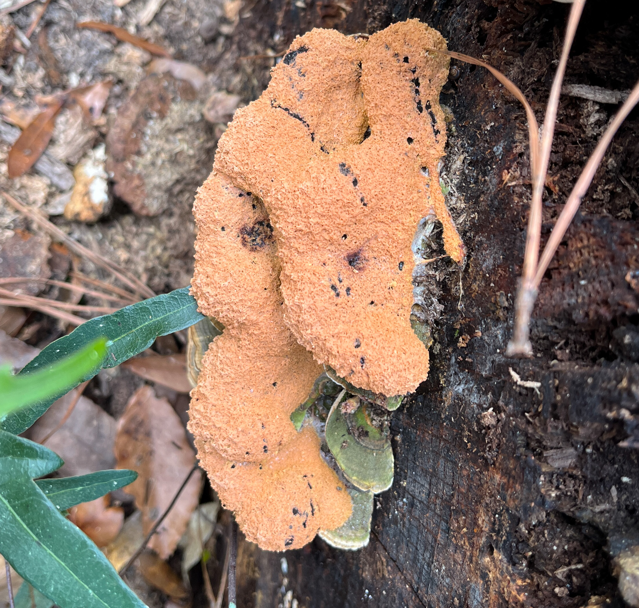 Orange blob on dead tree 2