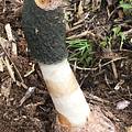 Green Stinkhorn - whole
