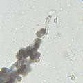 Spores water 100x